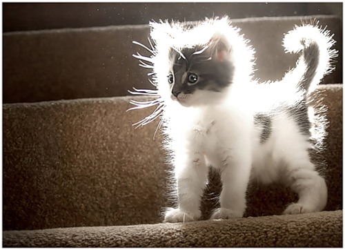 Солнечный кот