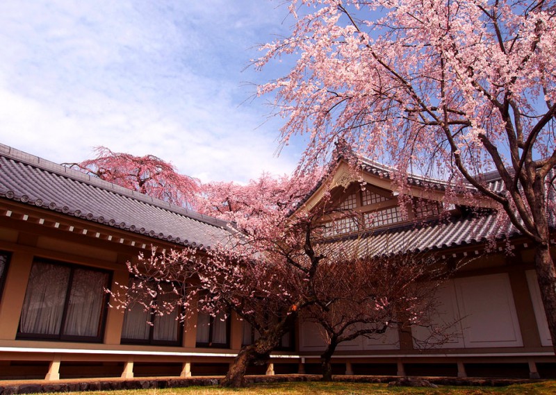 cherry-blossoms-kyoto-japan